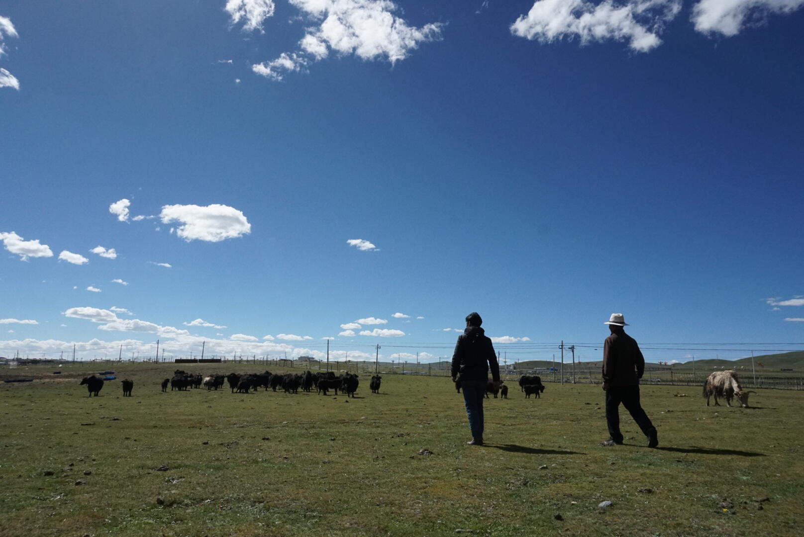 藏族姑娘高原放牧，早晨挤完奶赶牦牛群上山，每天跟小牛斗智斗勇_哔哩哔哩_bilibili